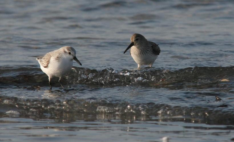 Bécasseaux variable et sanderling