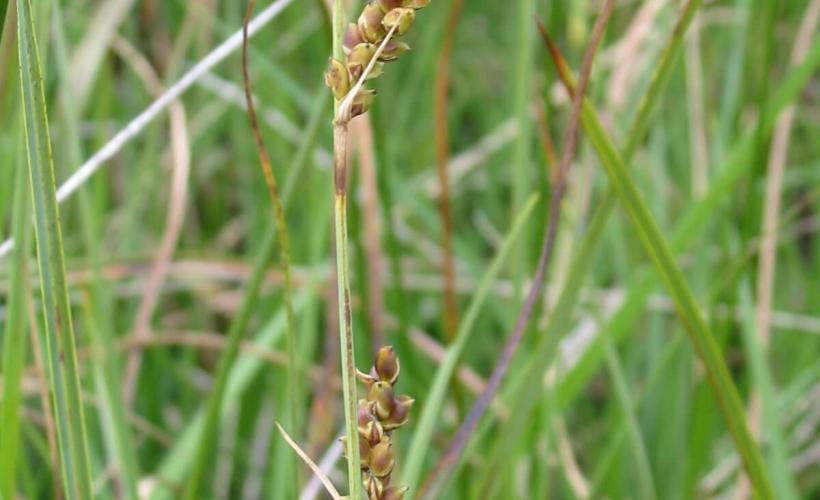 Carex Panicea
