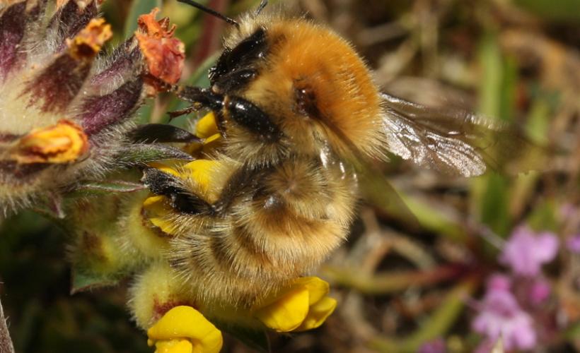 Bourdon Bombus humilis