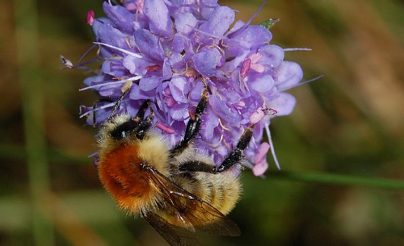 Bourdon Bombus muscorum