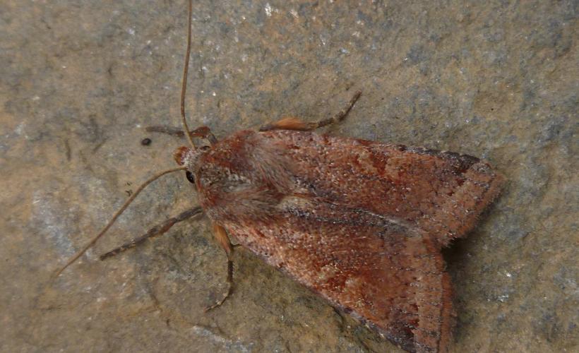Noctuelle Agrochola Haematidea