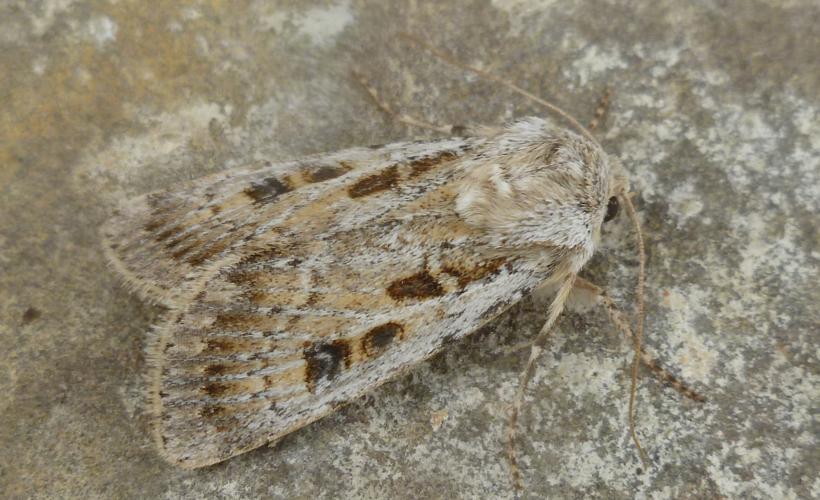 Noctuelle Agrotis Ripae