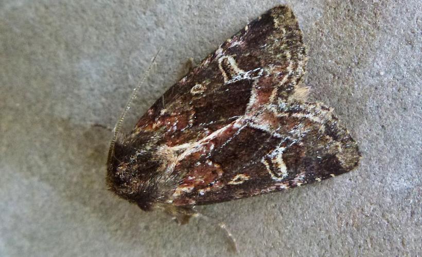 Noctuelle Celaena haworthii