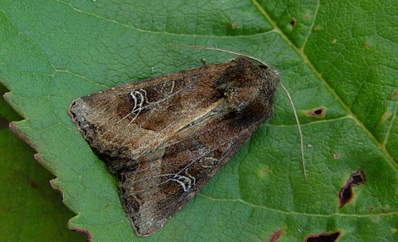 Noctuelle Celaena leucostigma