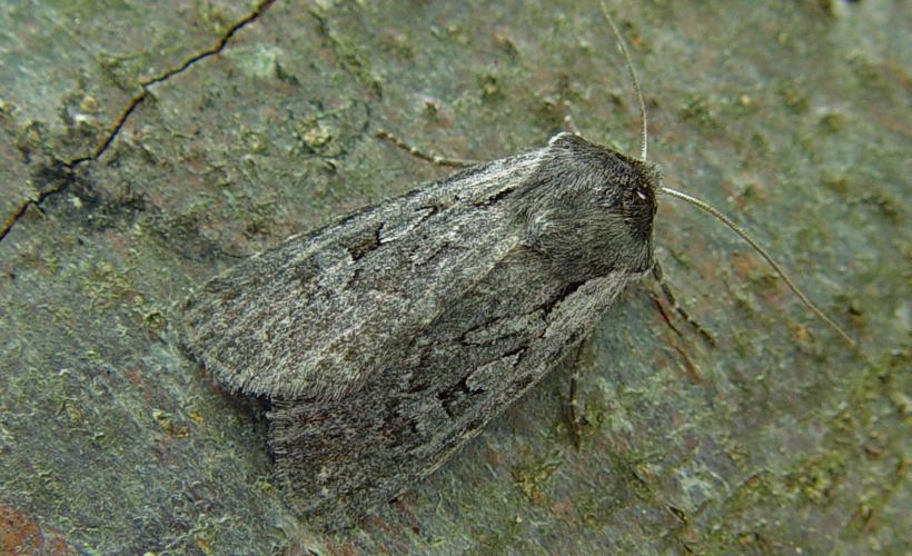 Noctuelle Lycophothia molothina
