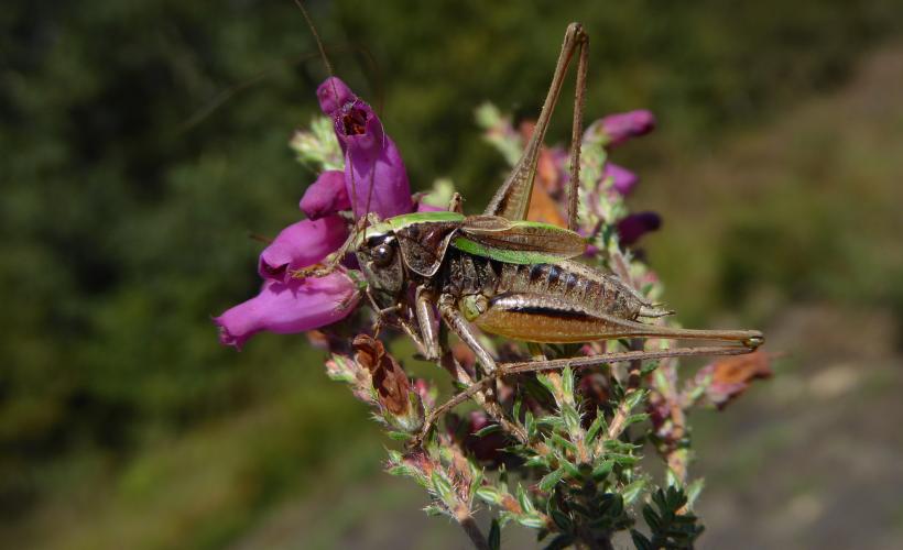 Orthoptere Metriopterabrachyptera