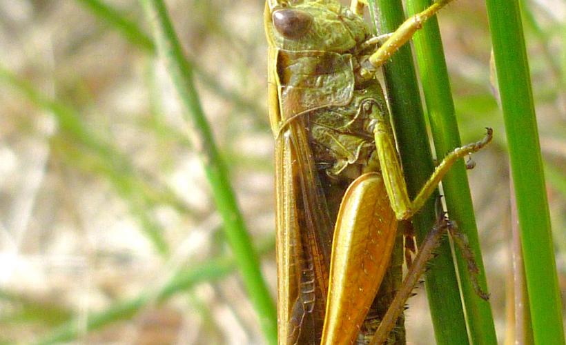 Orthoptere Omocestus viridulus
