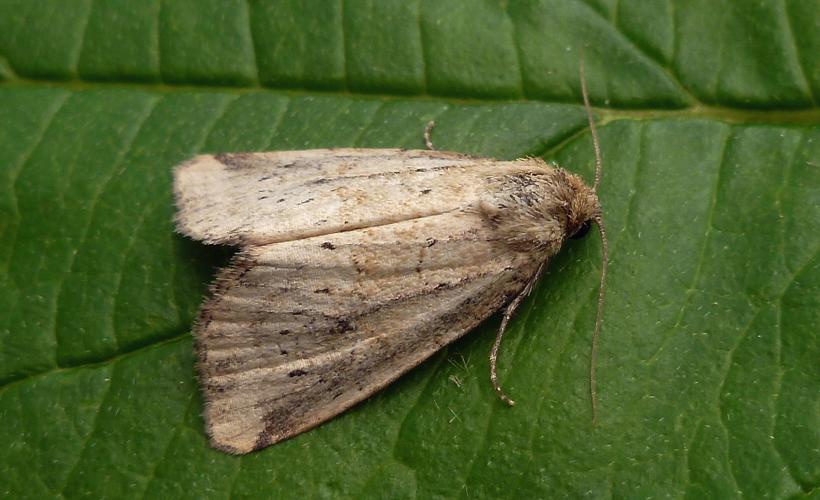 Noctuelle Photodes minima
