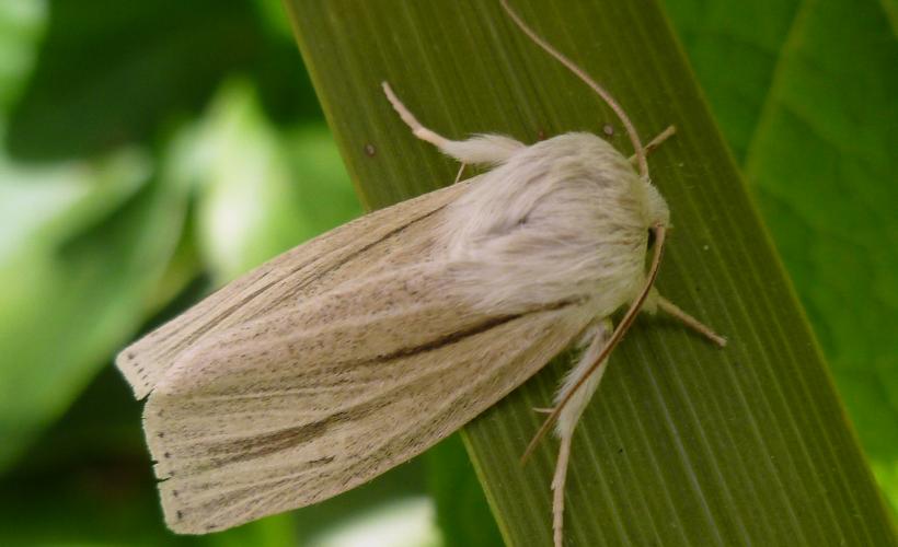 Noctuelle Simyra albovenosa