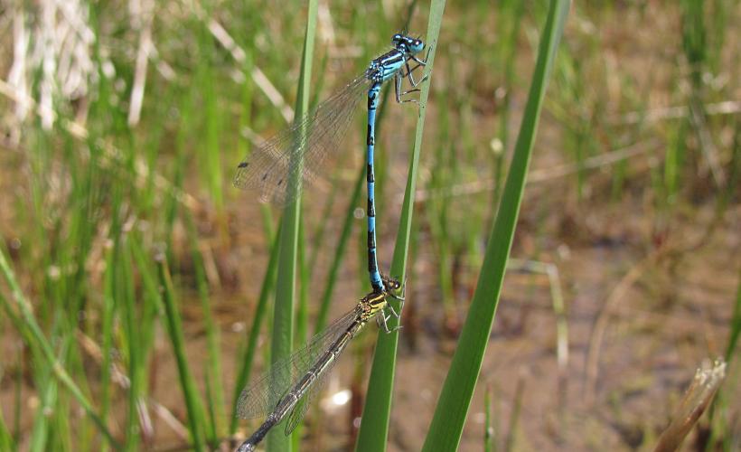 Agrion de Mercure