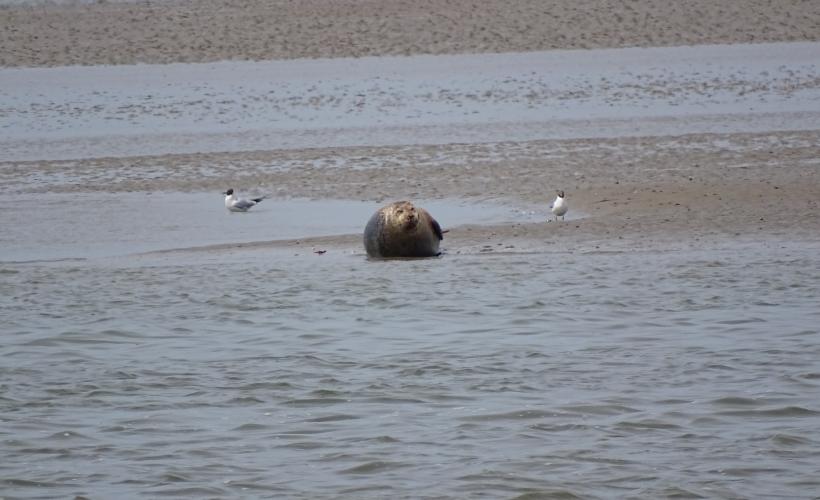 Phoque veau-marin en baie des Veys