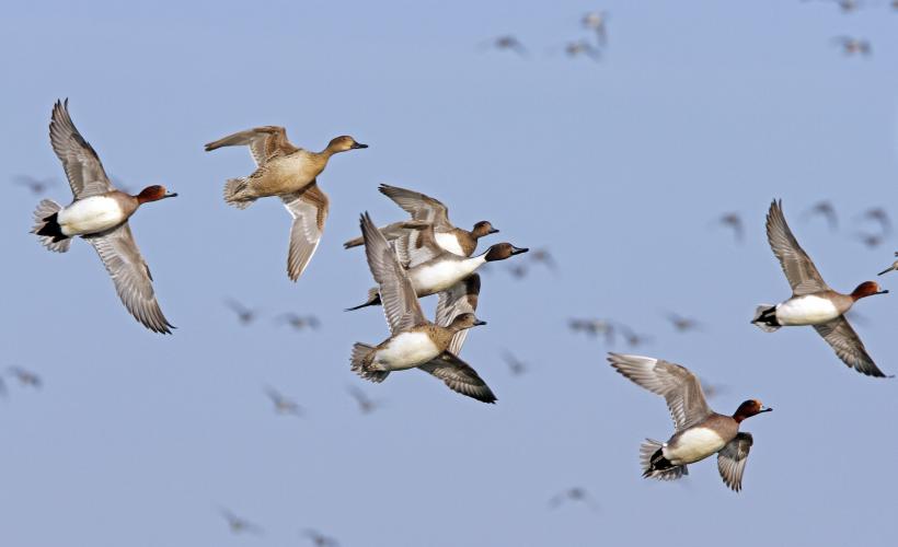 Volée de canards