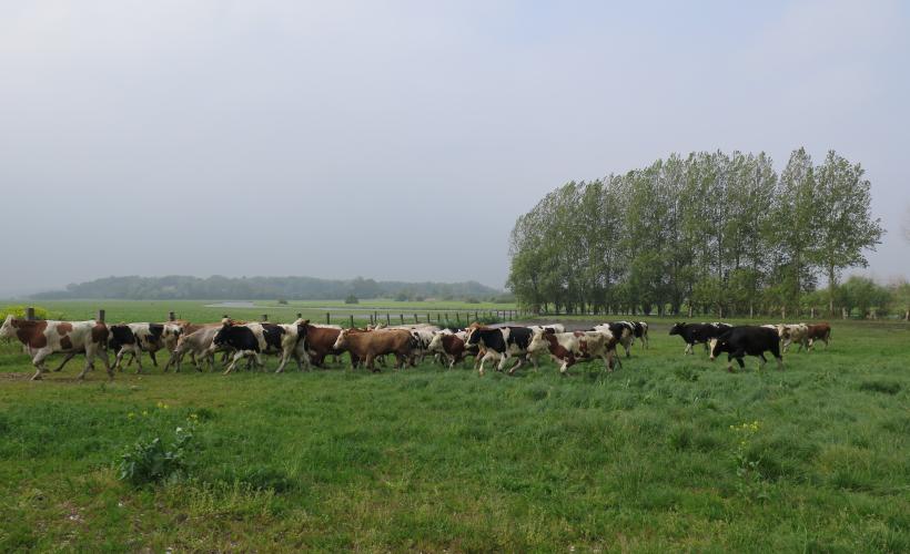 Mise au marais à Chef du Pont
