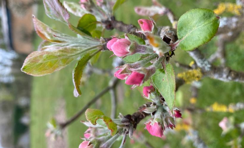 Pommier en cordon - Château de Colombières - C de Maupeou