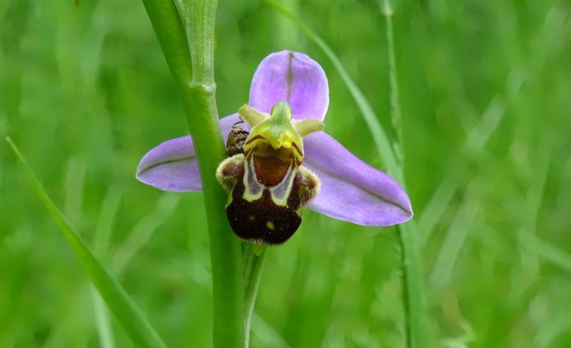 Ophrys_apifera_JROY_l - Justine ROY ; PNRMCB