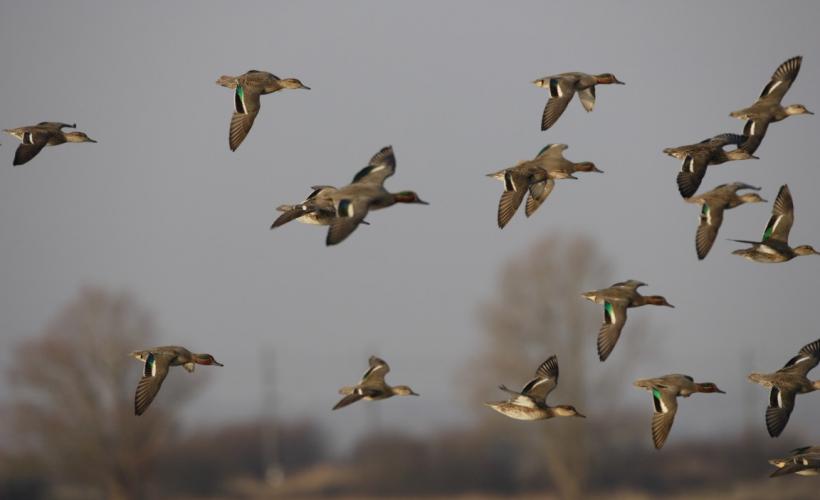 OISEAUX_MIGRATEURS_RNB - PNRMCB