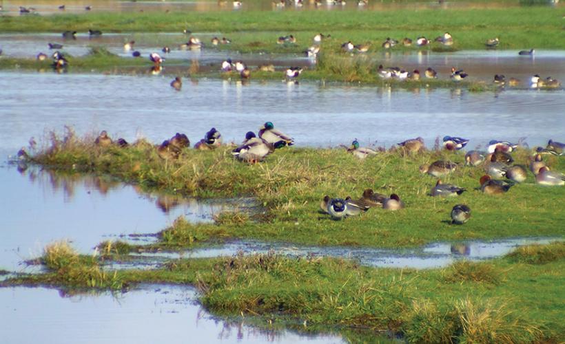 RNN BEAUGUILLOT_2©JF.ELDER(PNRMCB) - J.F.Elder