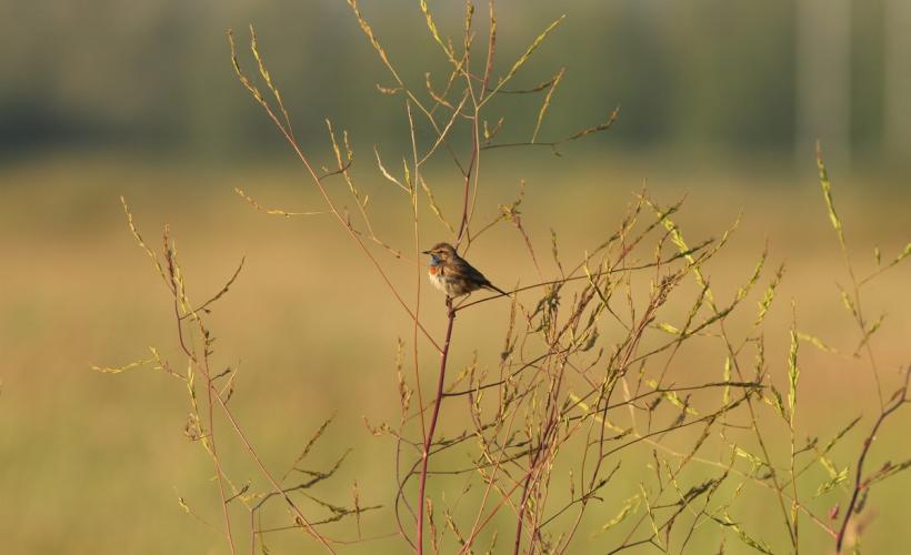 DES_MARAIS_A_DECOUVRIR_AVRIL - PNRMCB