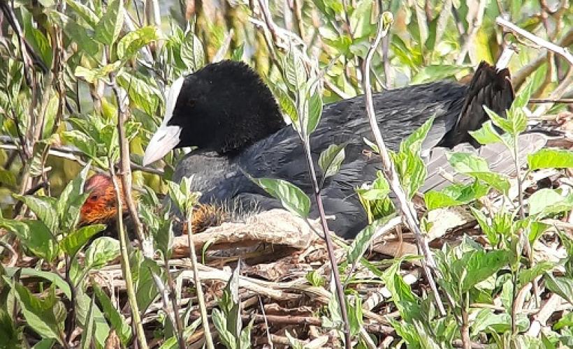 L_OISEAU_FAIT_SON_NID - PNRMCB