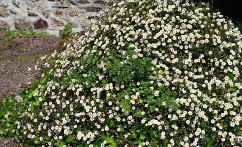 quettehou-Hôtel-La-Demeure-du-Perron-7 - PROPRIETAIRE