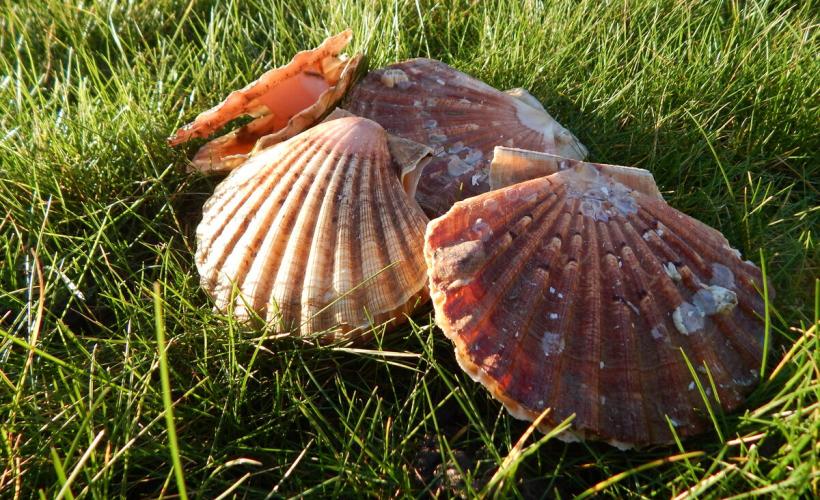 La coquille Saint Jacques à Grandcamp-Maisy