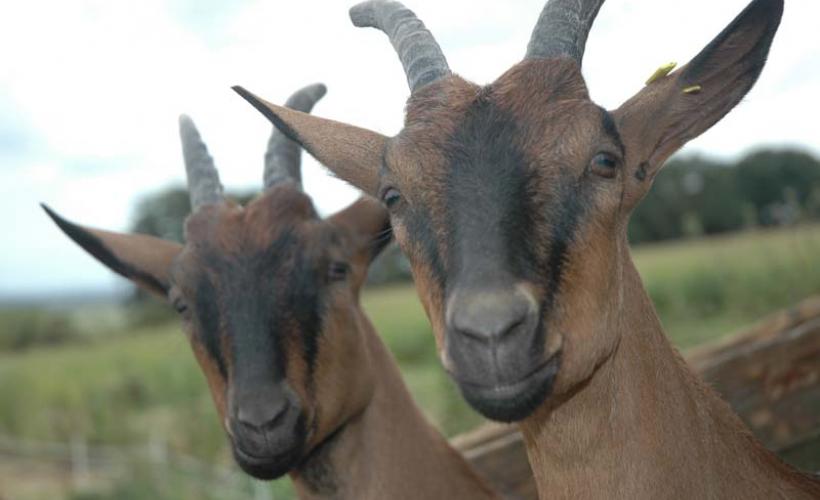 Saint-Hilaire-Petitville_Chèvrerie du Mesnil_little goats