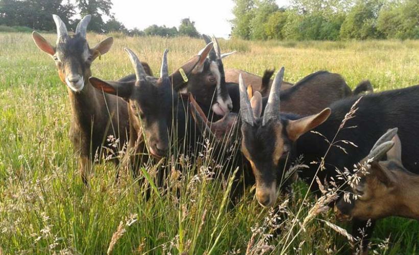 Saint-Hilaire-Petitville_Chèvrerie du Mesnil_troupeau chevrettes au champ