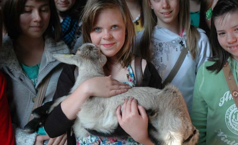 Saint-Hilaire-Petitville_Chèvrerie du Mesnil_visite groupe à la ferme_2