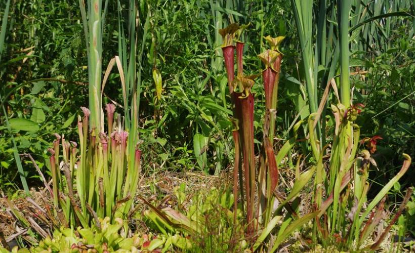 rampan-jardin-le-pre-du-moulin-5