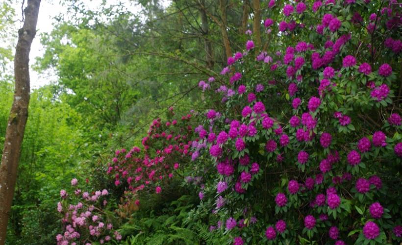 rampan-jardin-le-pre-du-moulin-7