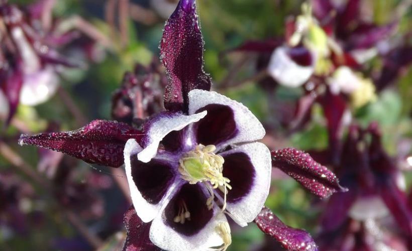 beuzeville-la-bastille-jardin-du-bord-de-douve-3