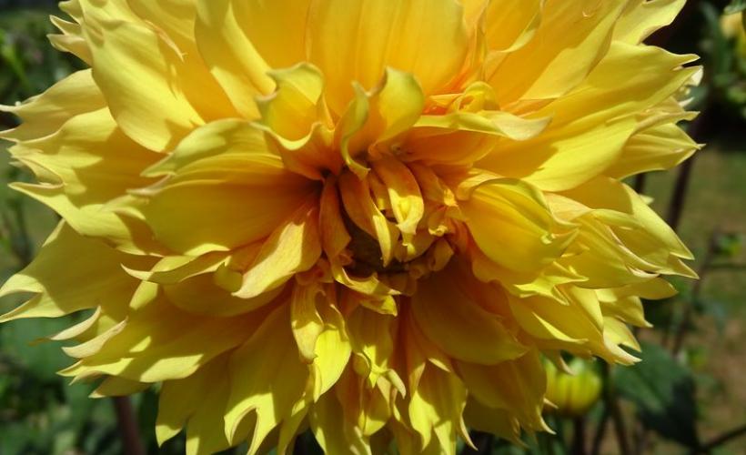 beuzeville-la-bastille-jardin-du-bord-de-douve-4