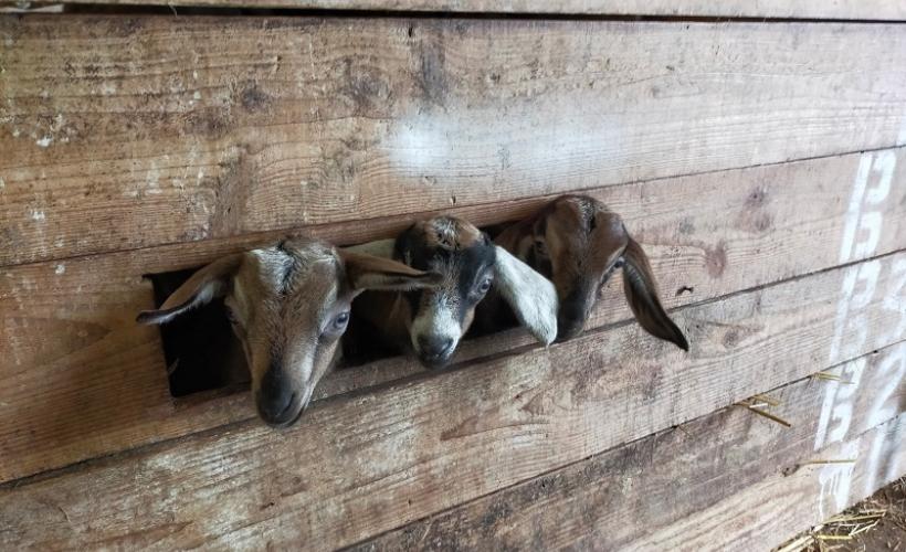 ChevrerieHuberdiere_LiesvilleSurDouve