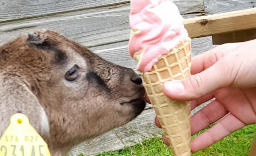 ChevrerieHuberdiere_LiesvilleSurDouve