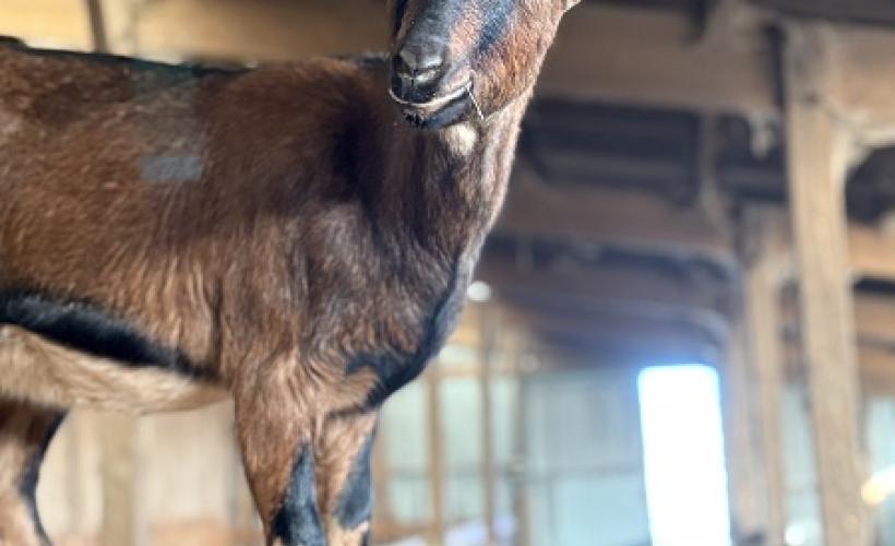 ChevrerieHuberdiere_LiesvilleSurDouve