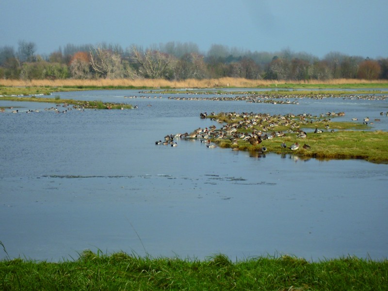 Das nationale Naturreservat Domaine de Beauguillot | Parc des Marais du Cotentin