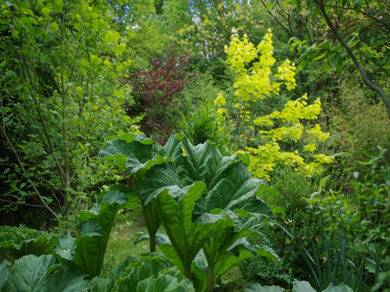 rampan-jardin-le-pre-du-moulin-6