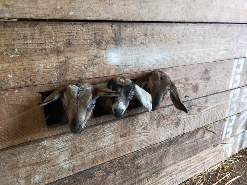 ChevrerieHuberdiere_LiesvilleSurDouve