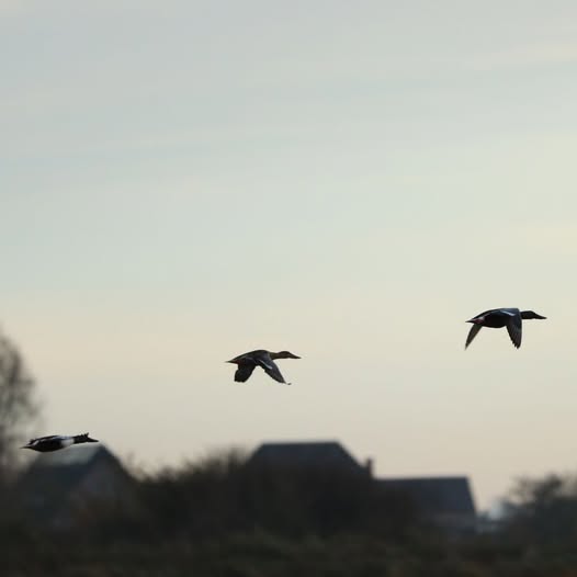 Canards souchet