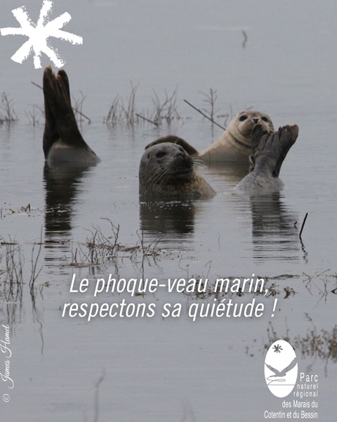 Phoque-veau marin Baie des Veys