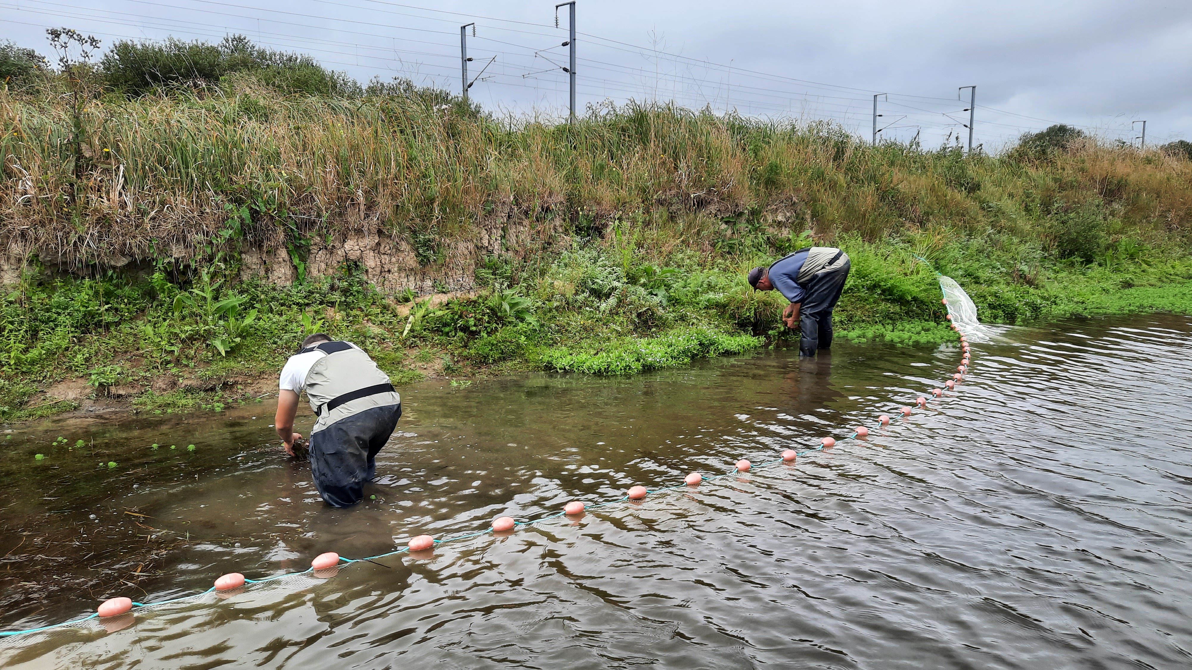 Arrachage myriophylle du Brésil sur la Douve - PnrMCB