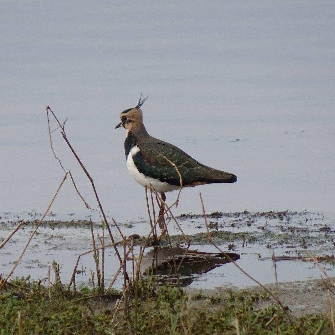  Le Vanneau huppé, un oiseau au charme unique 