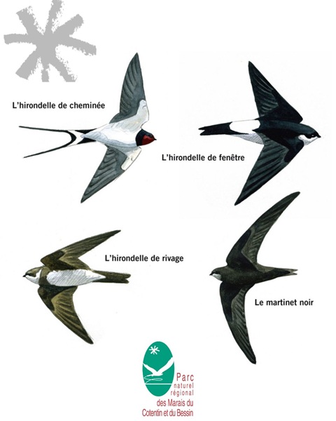 Identification hirondelles et martinet