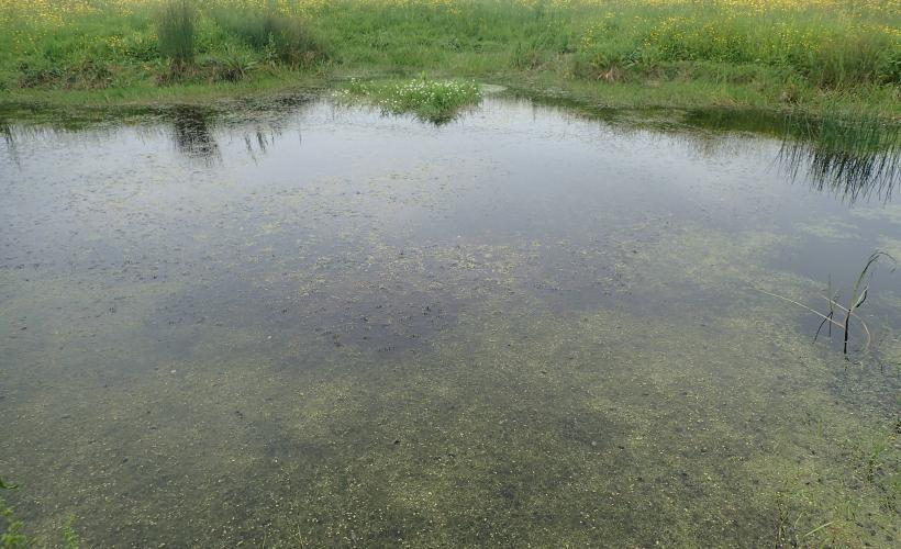 Herbier à Ceratophyllum submersum