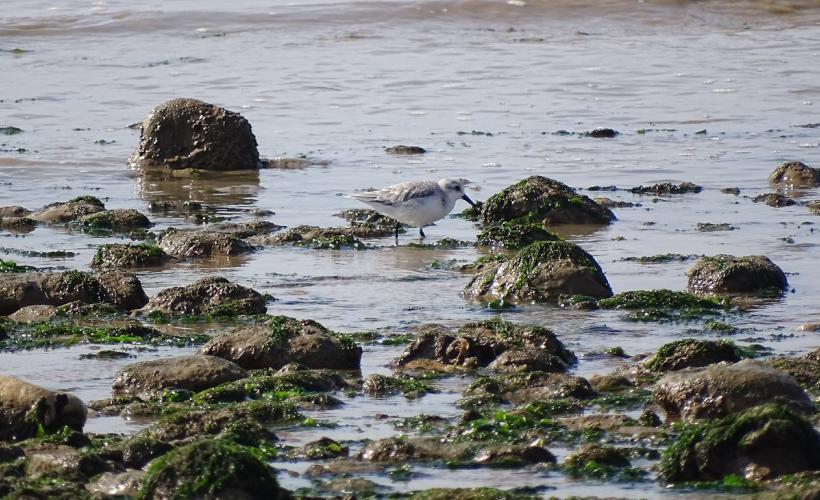 Bécasseau sanderling