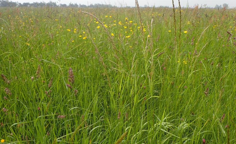 Prairie maigre de fauche