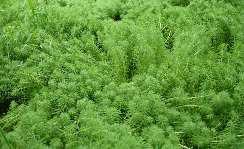 Myriophylle du Brésil, Le Dézert