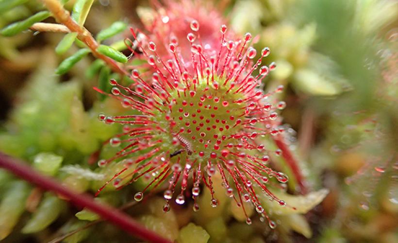 DROSERA RNSA - E. BOUILLON - PNRMCB