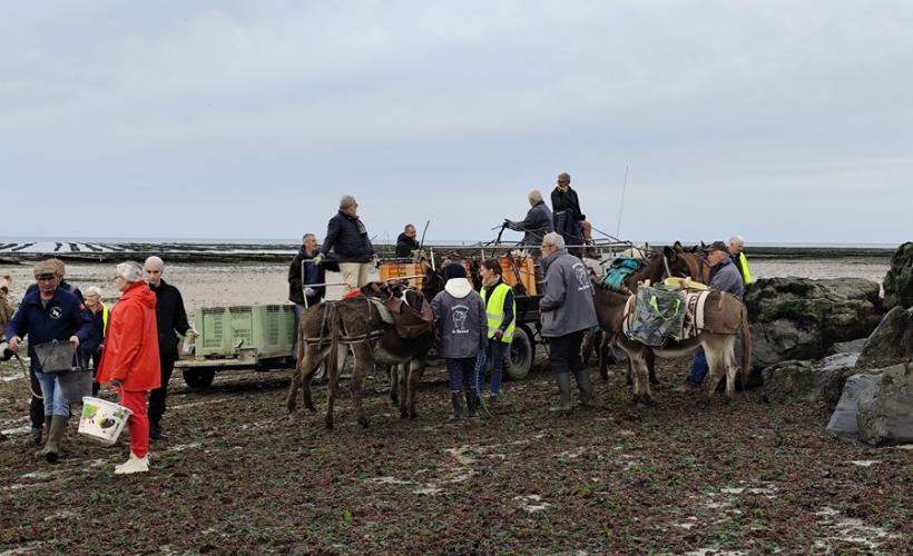 Bénévoles et anes normands collectent les déchets sur la plage