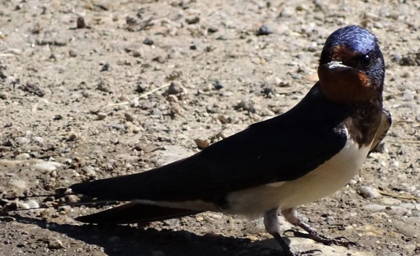 Hirondelle rustique / Justine Roy